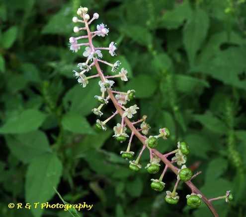 {Phytolacca americana}